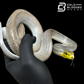 Male Silver Phase Red-tailed Green Rat Snake - Gonyosoma oxycephalum