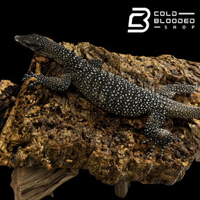 STUNNER! Batanta Island Peach-throated Monitor - Varanus jobiensis