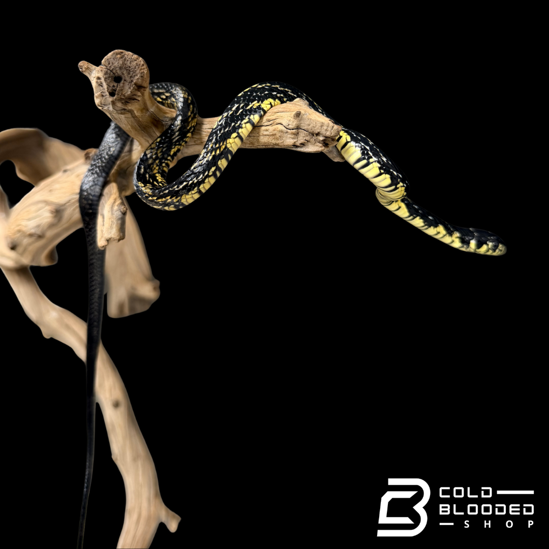 Suriname Tiger Rat Snake - Spilotes pullatus