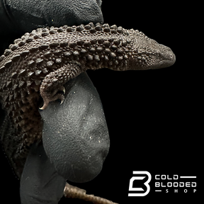 USCBB Juvenile Earless Monitor Lizards - Lanthanotus borneensis