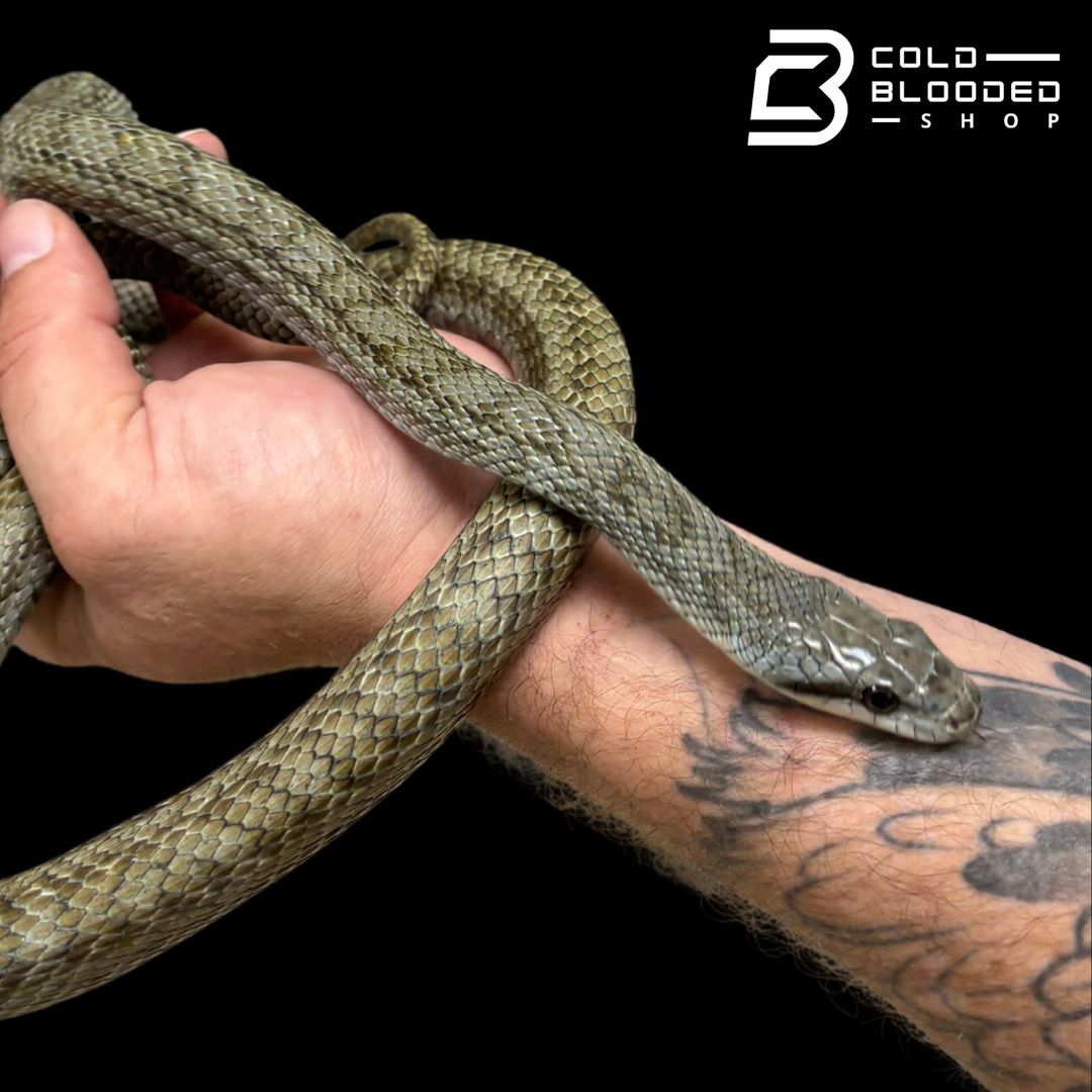 Adult male Japanese Blue Rat Snake "Kunashir Island" -  Elaphe climacophora #2