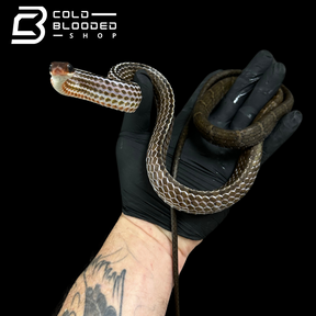 Brown sipo - Chironius fuscus