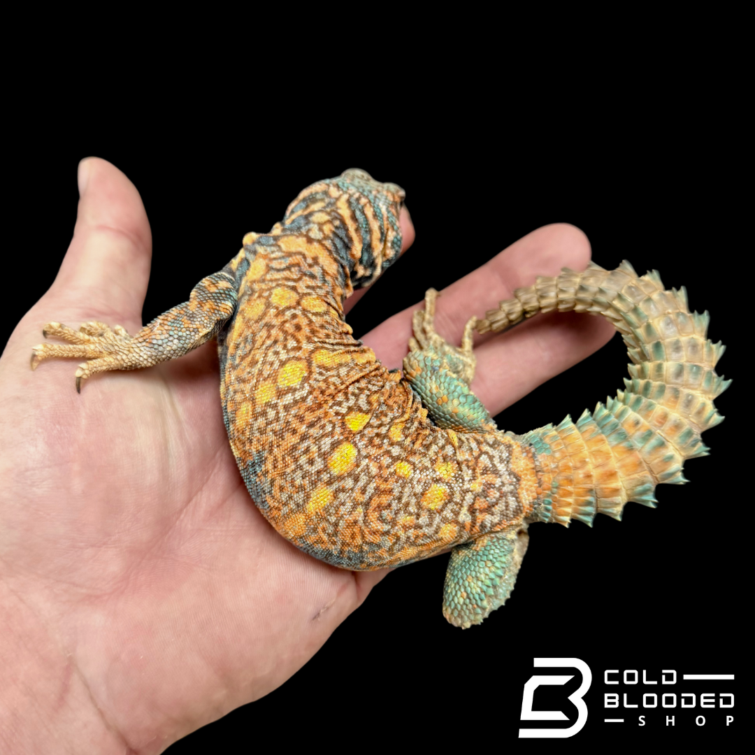 Adult Male Ornate Uromastyx - Uromastyx ornata