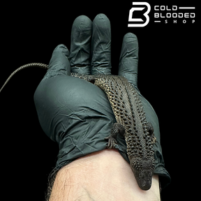 USCBB Juvenile Earless Monitor Lizards - Lanthanotus borneensis
