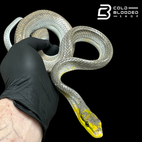 Male Silver Phase Red-tailed Green Rat Snake - Gonyosoma oxycephalum