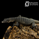STUNNER! Batanta Island Peach-throated Monitor - Varanus jobiensis