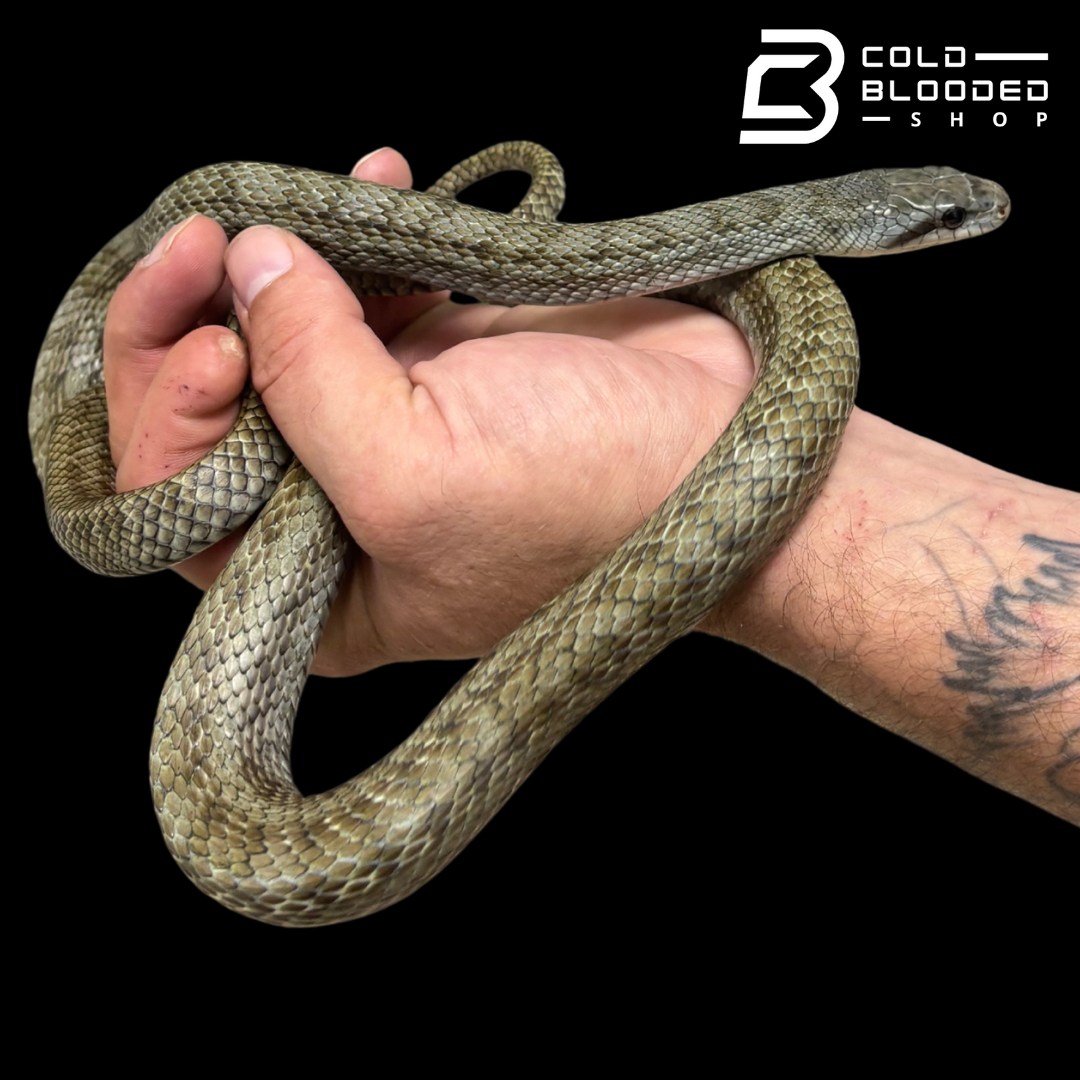 Adult male Japanese Blue Rat Snake "Kunashir Island" -  Elaphe climacophora #2