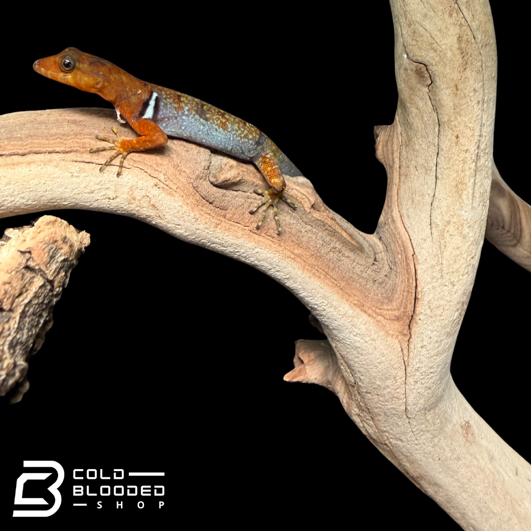 Pairs O'Shaughnessy's geckos - Gonatodes concinnatus