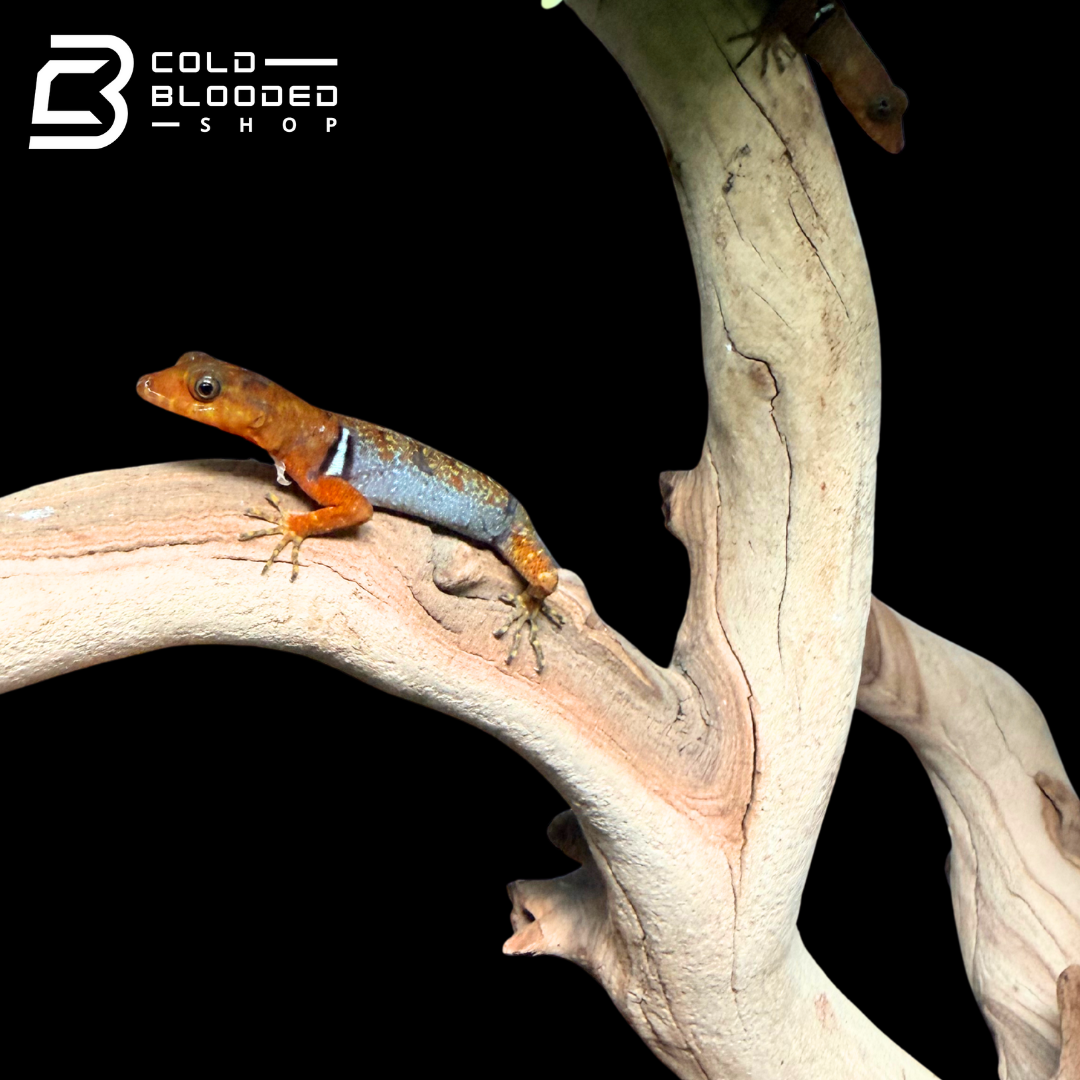 Pairs O'Shaughnessy's geckos - Gonatodes concinnatus