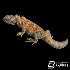 Adult Male Ornate Uromastyx - Uromastyx ornata