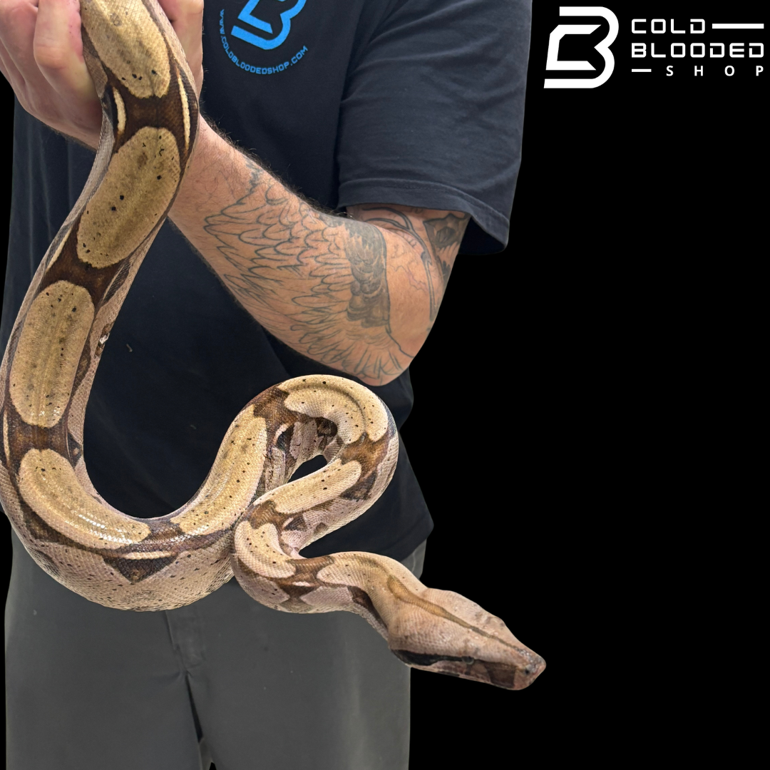Stunner Female Suriname Boa Constrictor - Boa constrictor constrictor