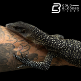 STUNNER! #2 Batanta Island Peach-throated Monitor - Varanus jobiensis
