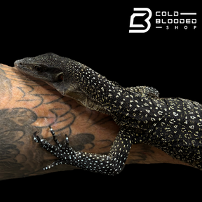STUNNER! #2 Batanta Island Peach-throated Monitor - Varanus jobiensis