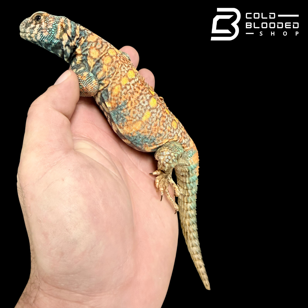 Adult Male Ornate Uromastyx - Uromastyx ornata