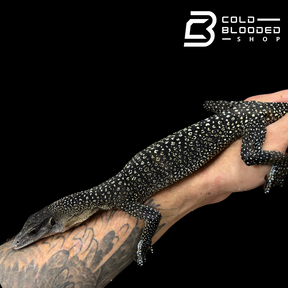 STUNNER! #2 Batanta Island Peach-throated Monitor - Varanus jobiensis