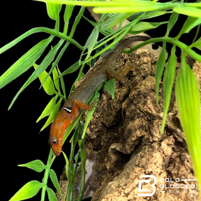 Pairs O'Shaughnessy's geckos - Gonatodes concinnatus