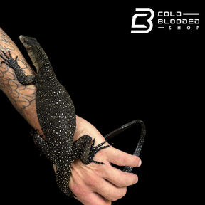STUNNER! #3 Batanta Island Peach-throated Monitor - Varanus jobiensis
