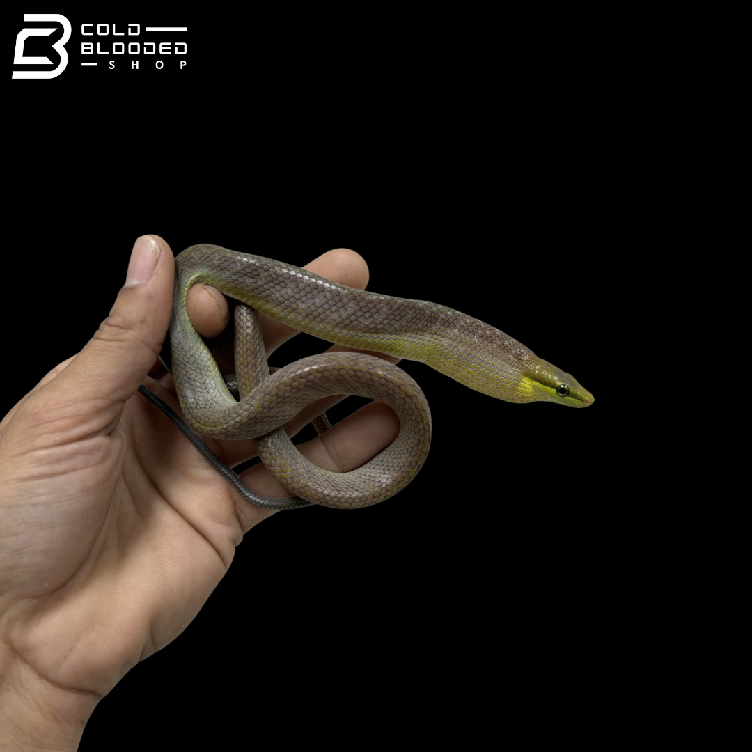 CB Silver Phase Red-tailed Green Rat Snake - Gonyosoma Oxycephalum