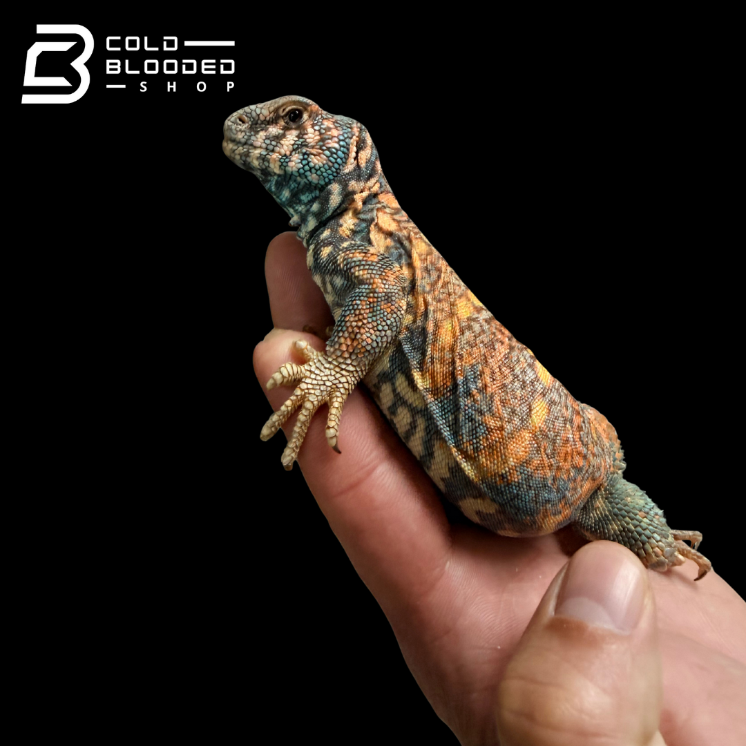 Adult Male Ornate Uromastyx - Uromastyx ornata
