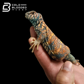 Adult Male Ornate Uromastyx - Uromastyx ornata