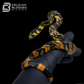 Peruvian local Tiger Rat Snake - Spilotes pullatus