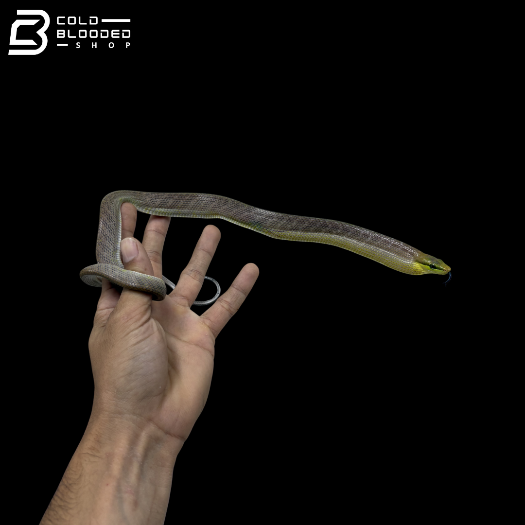 CB Silver Phase Red-tailed Green Rat Snake - Gonyosoma Oxycephalum