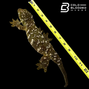 Giant Zoo Stock Leachianus Gecko - Rhacodactylus leachianus
