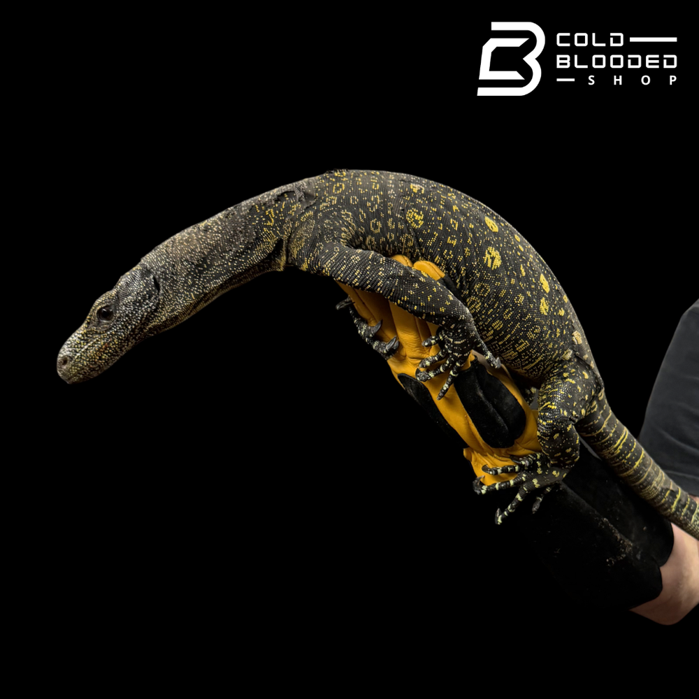 Monitor Lizard Computer Shop Monitor Lizards Online – Tree Monitors, Water Monitors, & More