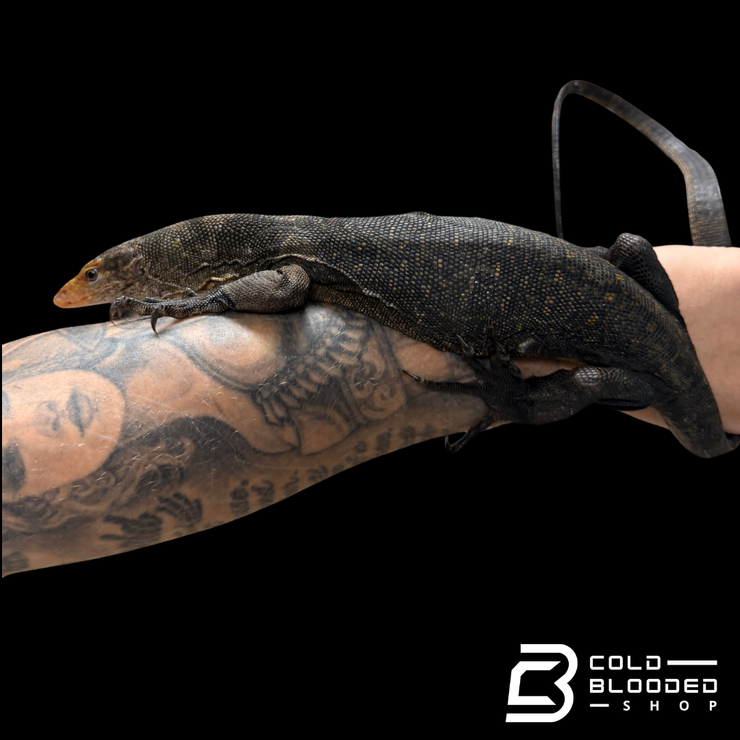 RARE!!! Torch Monitor - Varanus obor