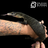 STUNNER! #3 Batanta Island Peach-throated Monitor - Varanus jobiensis