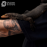 RARE!!! Torch Monitor - Varanus obor