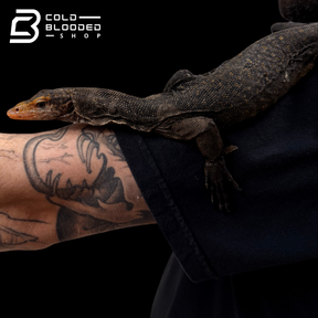 RARE!!! Torch Monitor - Varanus obor