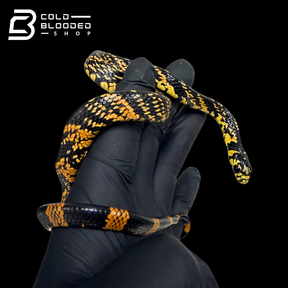 Peruvian local Tiger Rat Snake - Spilotes pullatus