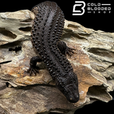 USCBB Juvenile Earless Monitor Lizards - Lanthanotus borneensis