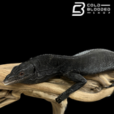 CBB Adult Male Black Tree Monitor - Varanus beccarii