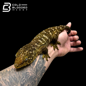 Giant Zoo Stock Leachianus Gecko - Rhacodactylus leachianus