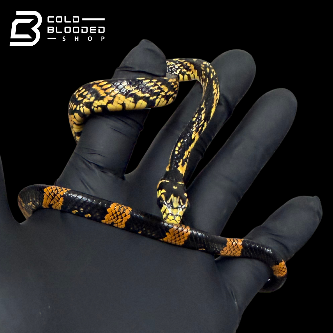 Peruvian local Tiger Rat Snake - Spilotes pullatus