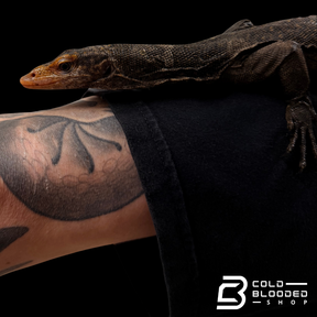 RARE!!! Torch Monitor - Varanus obor