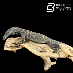 Juvenile Black Roughneck Monitor - Varanus rudicollis