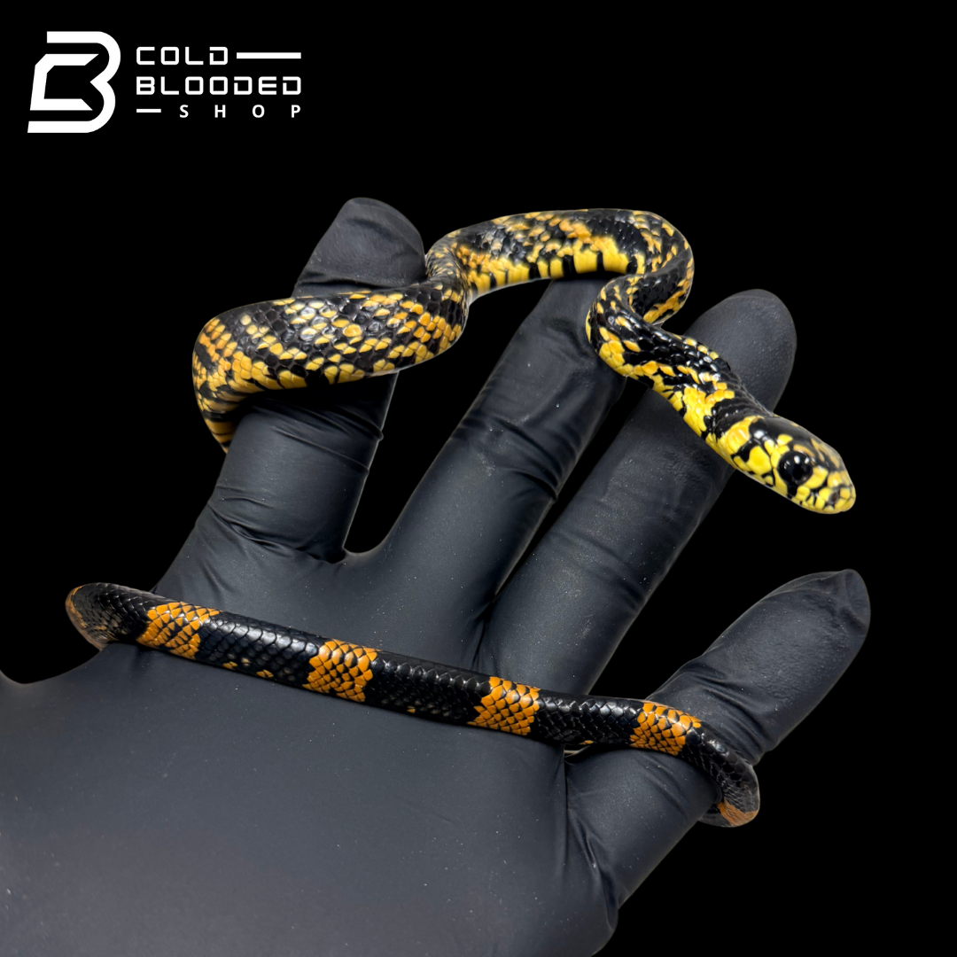 Peruvian local Tiger Rat Snake - Spilotes pullatus