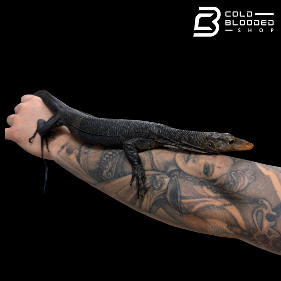 Shop Monitor Lizards Online – Tree Monitors, Water Monitors, & More