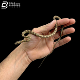 Northeastern Puffing-Snake - Phrynonax Sexcarinatus