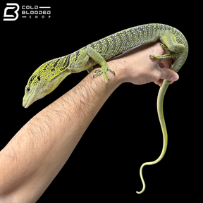 Proven Breeder Male Yellow Tree Monitor - Varanus Reisingeri