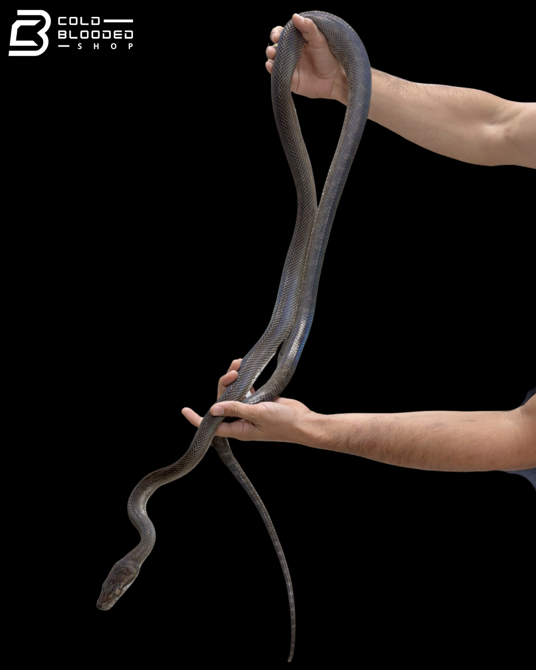 Male Tanimbar Python - Simalia Nauta