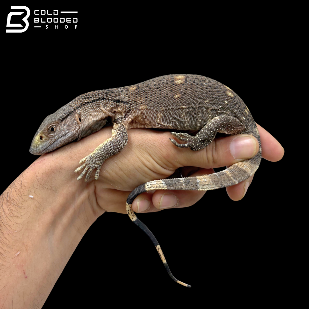 USCBB Black Throat Monitors - Varanus Albigularis Microstictus
