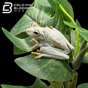 Emerald-Eyed Tree Frogs - Hypsiboas crepitans