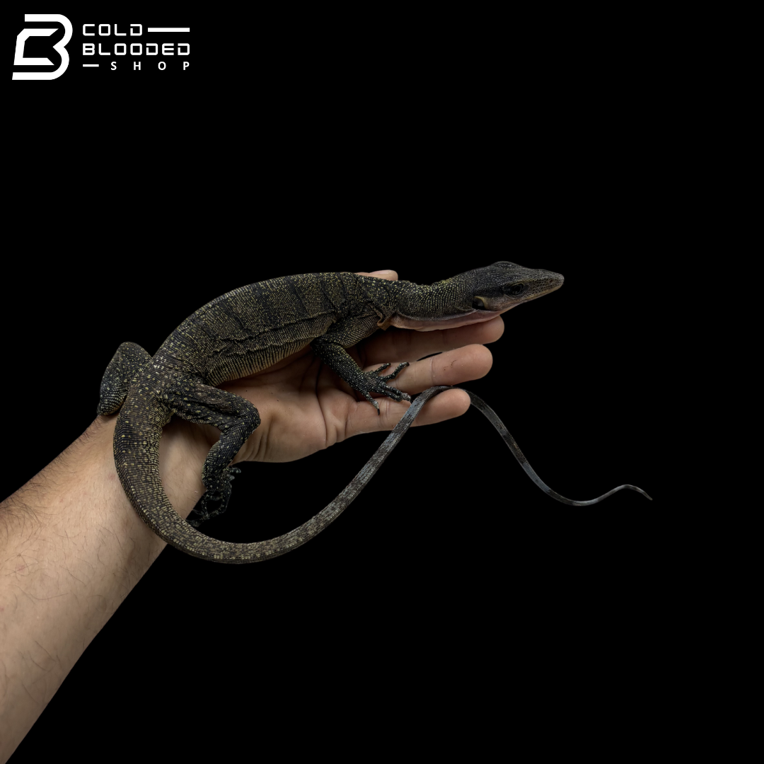 Juvenile Jayapura Peach-throated Monitor - Varanus jobiensis
