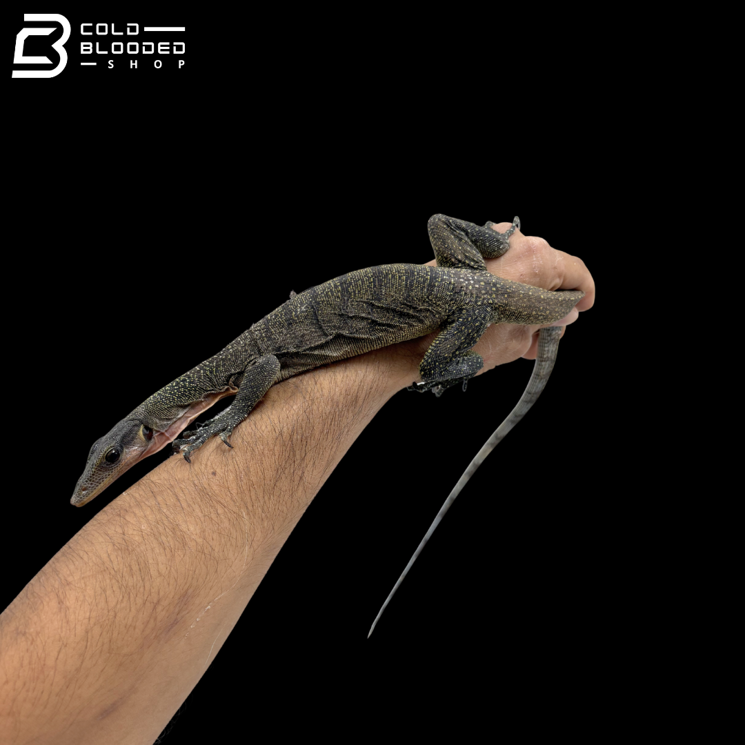 Juvenile Jayapura Peach-throated Monitor - Varanus jobiensis
