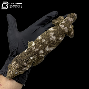 Female Nuu Ana Leachianus Geckos - Rhacodactylus Leachianus