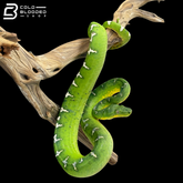 Female Emerald Tree Boa - Corallus caninus